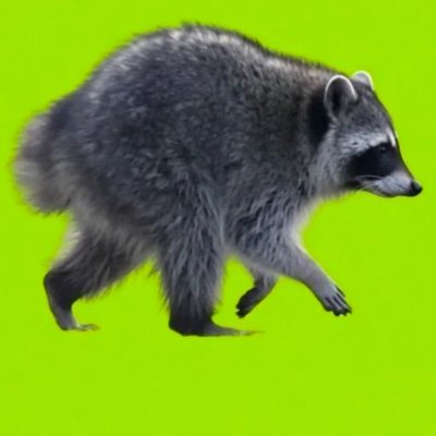 Jimothy the OG raccoon mascot